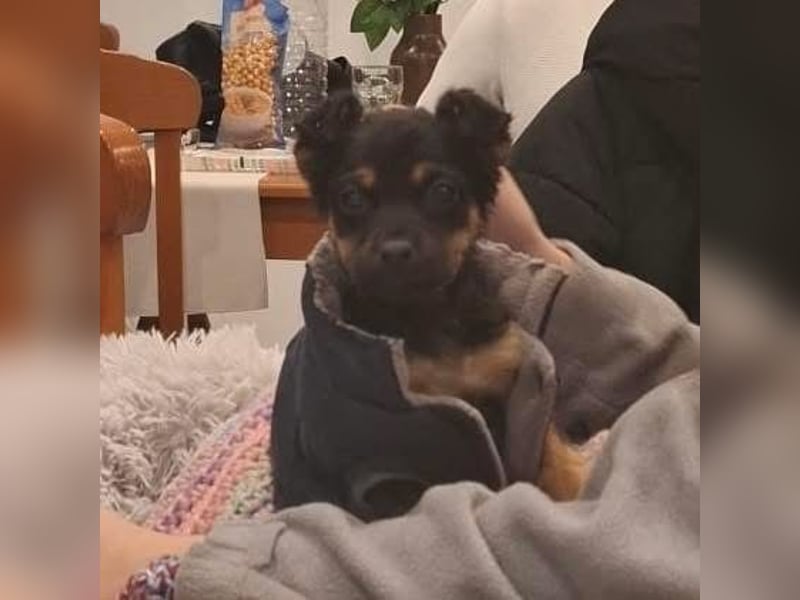 Ameli, kleine Zuckerschnecke auf der Suche nach ihrer Familie