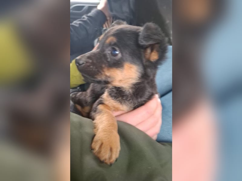 Ameli, kleine Zuckerschnecke auf der Suche nach ihrer Familie