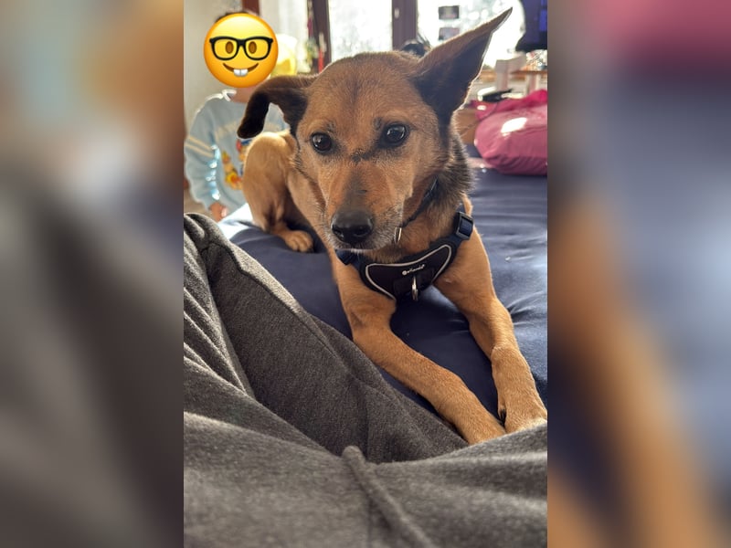 Bobby wünscht sich wieder ein zu Hause ....