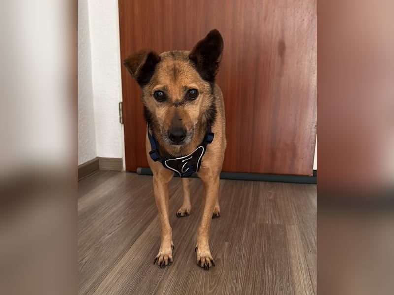 Bobby wünscht sich wieder ein zu Hause ....