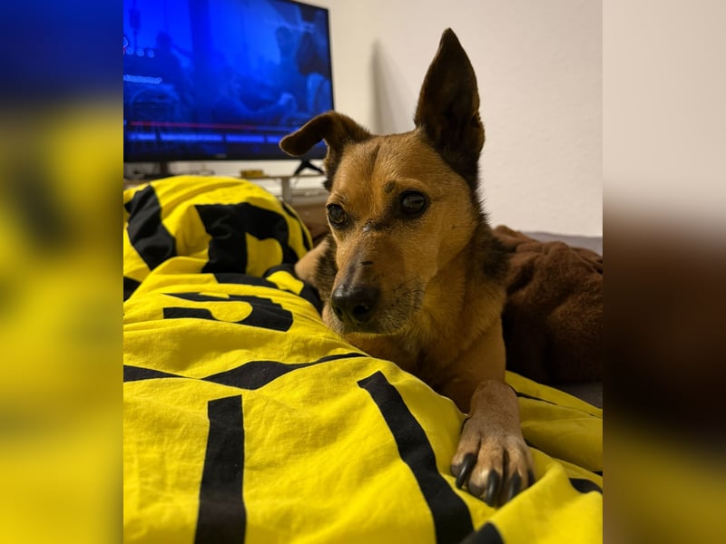 Bobby wünscht sich wieder ein zu Hause ....