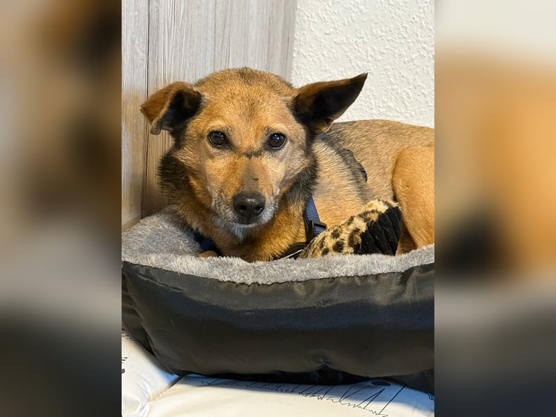 Bobby wünscht sich wieder ein zu Hause ....