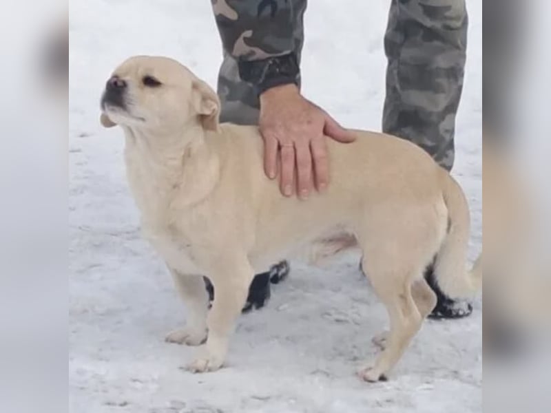 PETAK - KLEINER HUND, GROßE HOFFNUNG