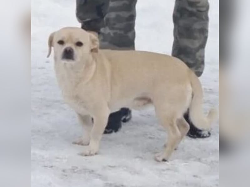 PETAK - KLEINER HUND, GROßE HOFFNUNG