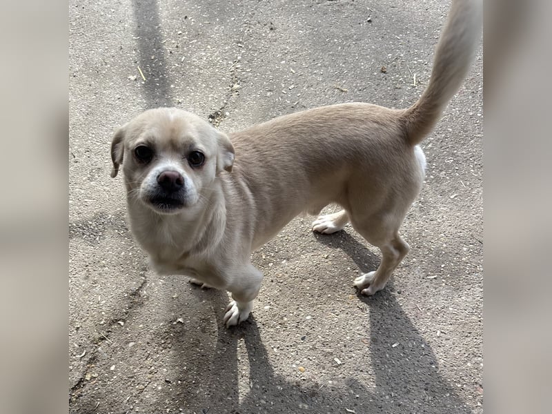 PETAK - KLEINER HUND, GROßE HOFFNUNG