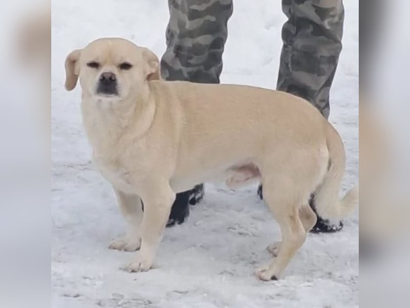 PETAK - KLEINER HUND, GROßE HOFFNUNG