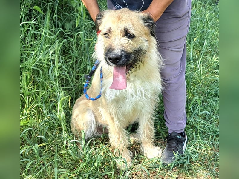 Hundemädel Tara wartet schon so lange in Rumänien im Tierheim