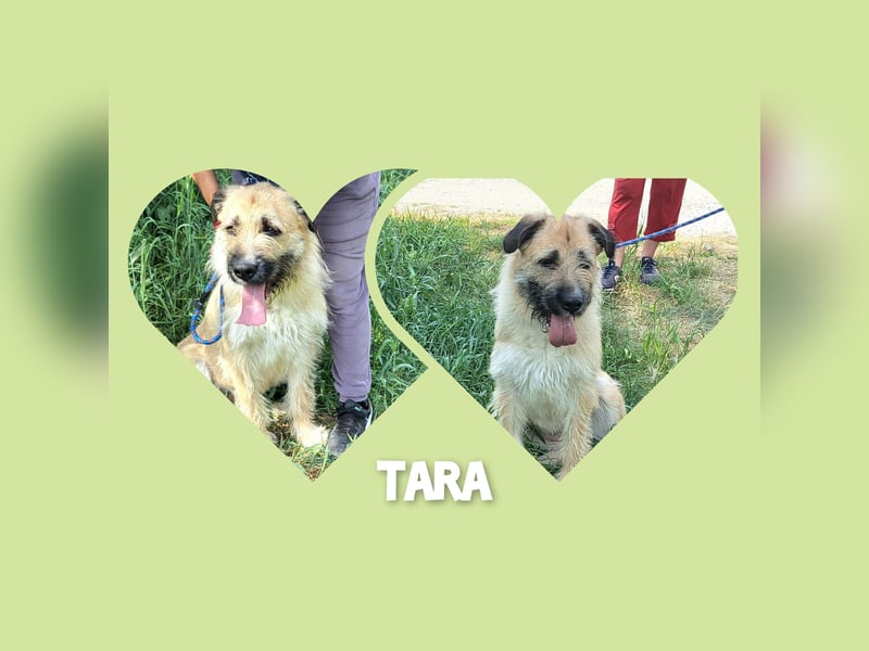 Hundemädel Tara wartet schon so lange in Rumänien im Tierheim