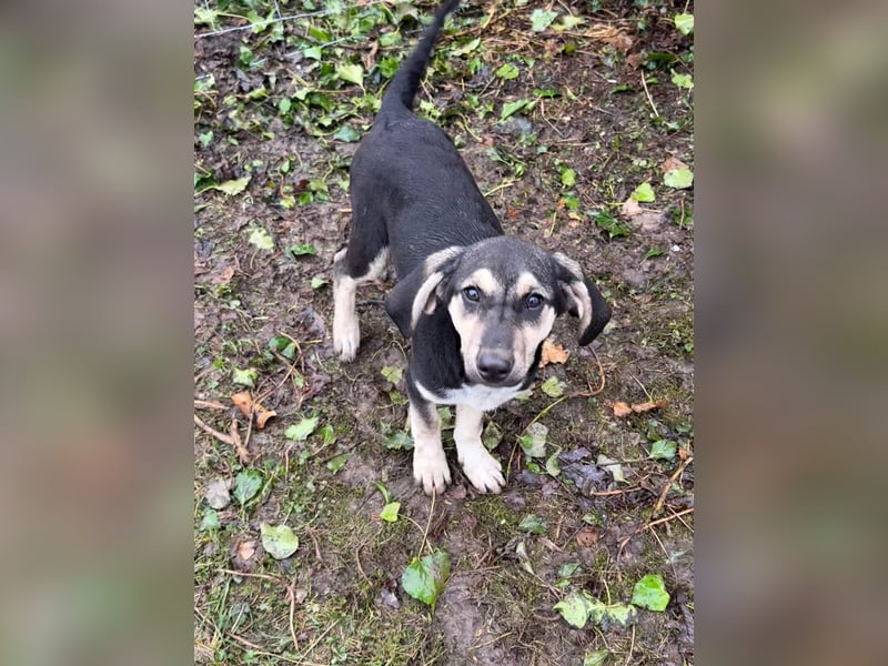 Junghündin PIXIE sucht ihr Glück