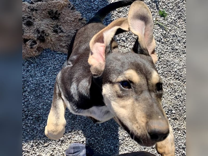 Junghündin PIXIE sucht ihr Glück