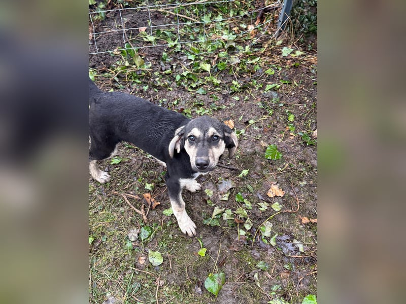 Junghündin PIXIE sucht ihr Glück