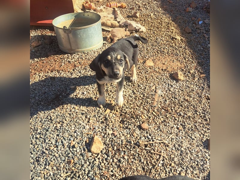 Junghündin PIXIE sucht ihr Glück