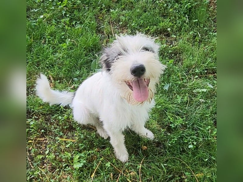 CHUCKY - Frohnatur sucht seine Menschen *reserviert*
