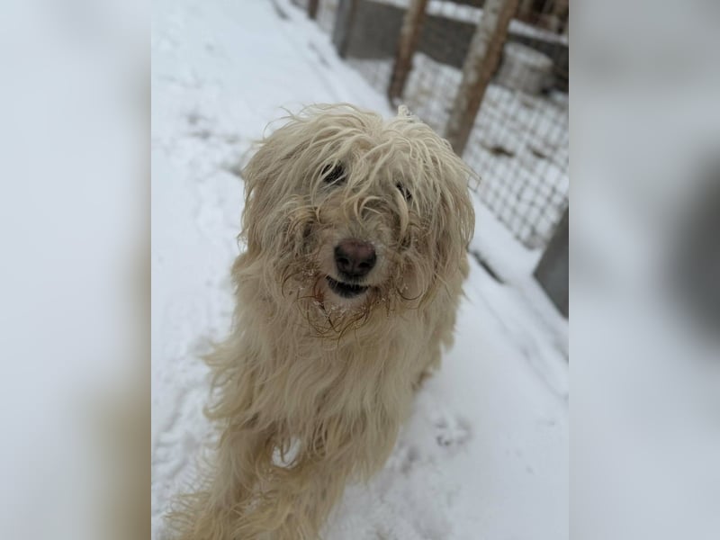 Stella von kettenlos