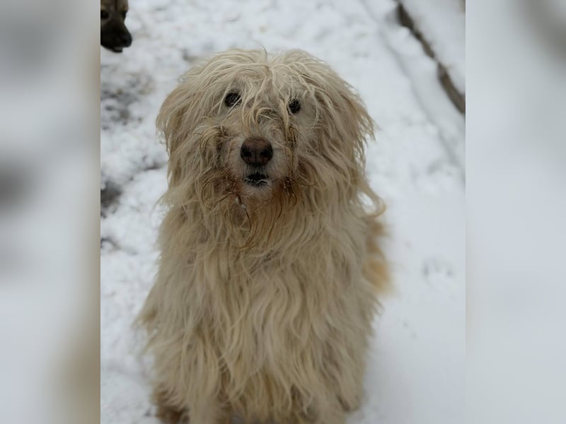 Stella von kettenlos