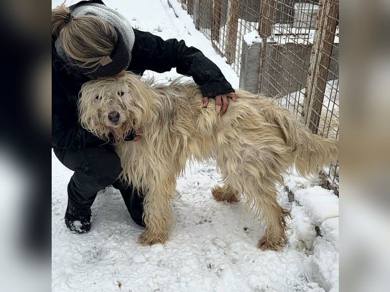 Stella von kettenlos