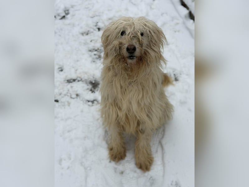 Stella von kettenlos