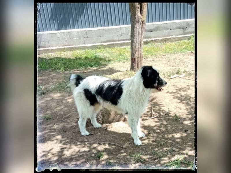 die fröhliche Nani wartet auf ihre Menschen