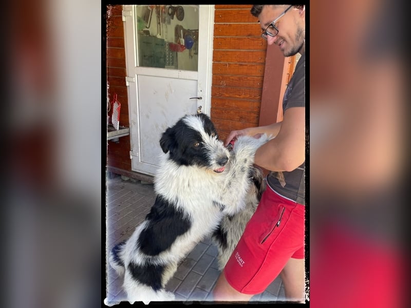 die fröhliche Nani wartet auf ihre Menschen