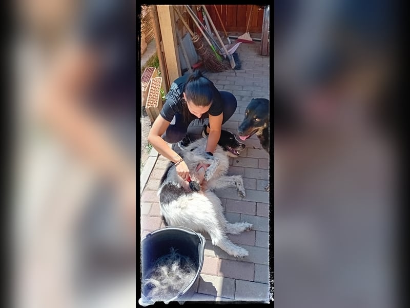 die fröhliche Nani wartet auf ihre Menschen