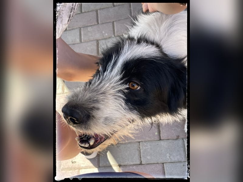 die fröhliche Nani wartet auf ihre Menschen