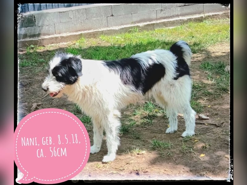 die fröhliche Nani wartet auf ihre Menschen