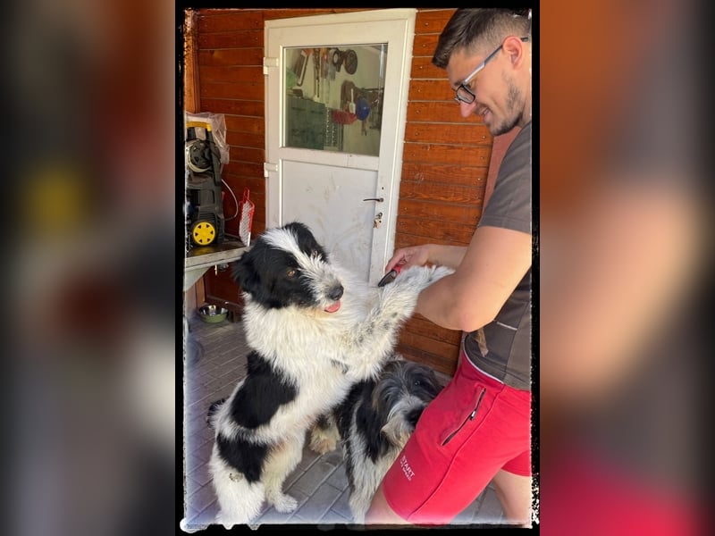 die fröhliche Nani wartet auf ihre Menschen