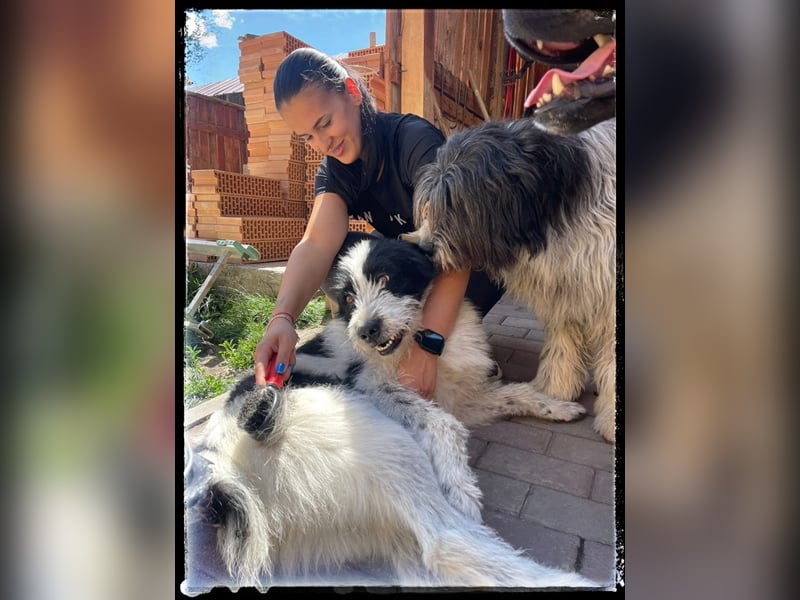 die fröhliche Nani wartet auf ihre Menschen