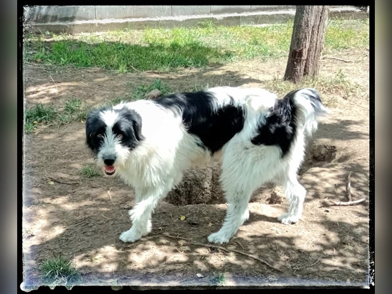 die fröhliche Nani wartet auf ihre Menschen