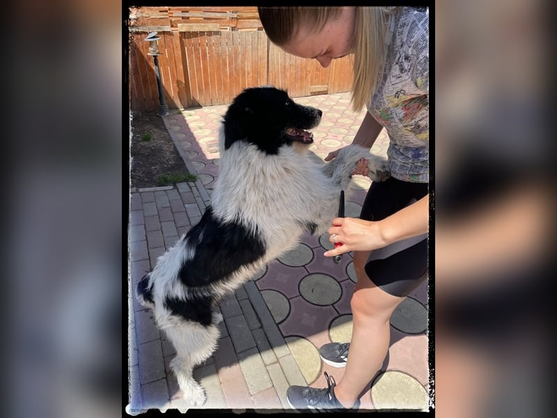 die fröhliche Nani wartet auf ihre Menschen