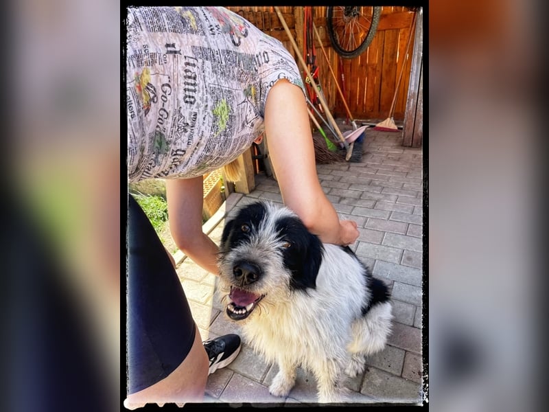 die fröhliche Nani wartet auf ihre Menschen