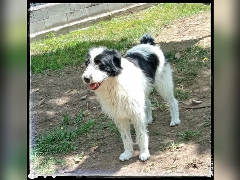 die fröhliche Nani wartet auf ihre Menschen