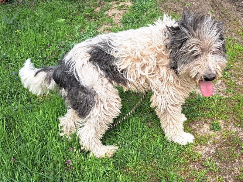 Bin ich ein HSH ? hm vielleicht ein Mioritic-Mix....