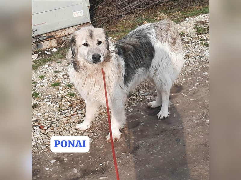 Bin ich ein HSH ? hm vielleicht ein Mioritic-Mix....