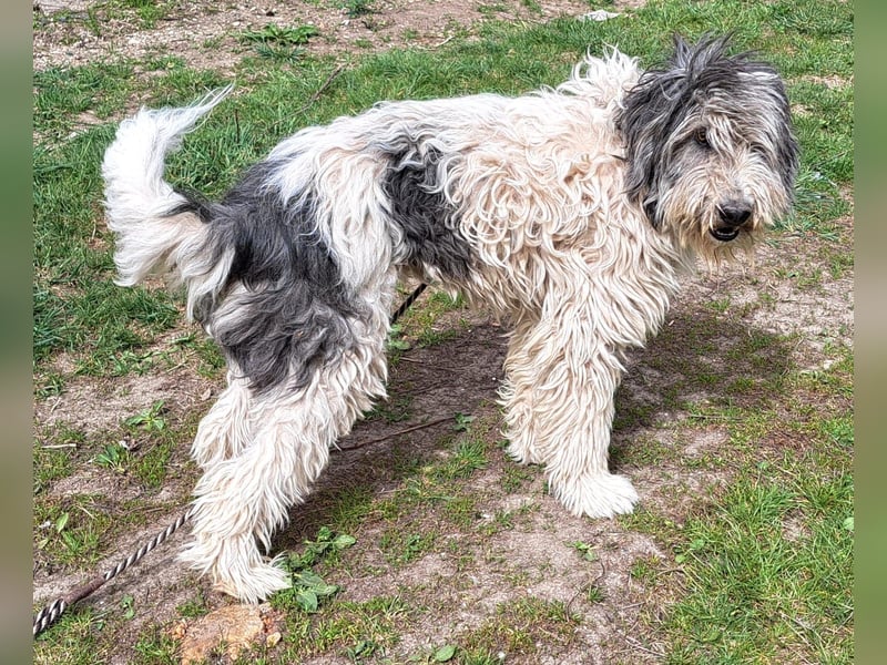 Bin ich ein HSH ? hm vielleicht ein Mioritic-Mix....