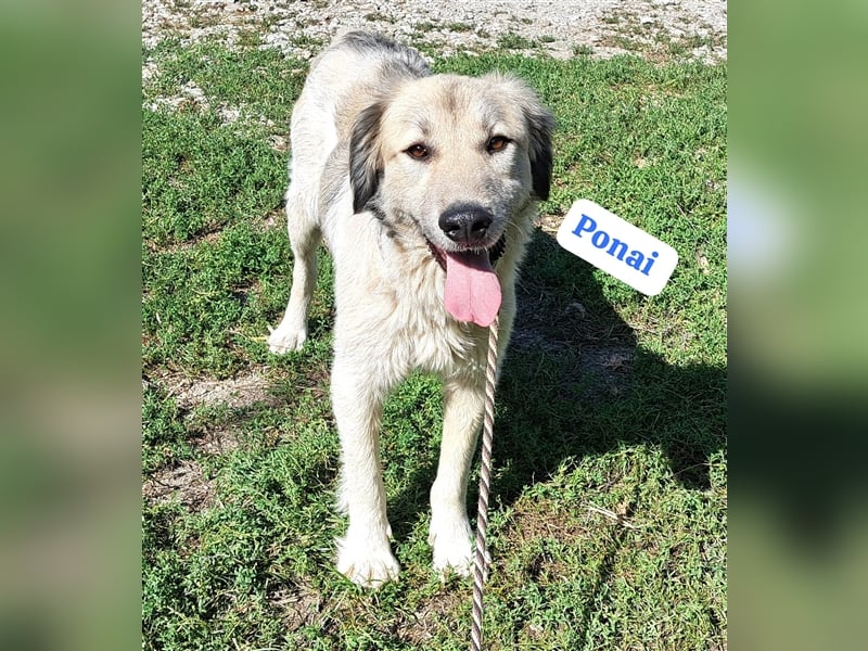 Bin ich ein HSH ? hm vielleicht ein Mioritic-Mix....