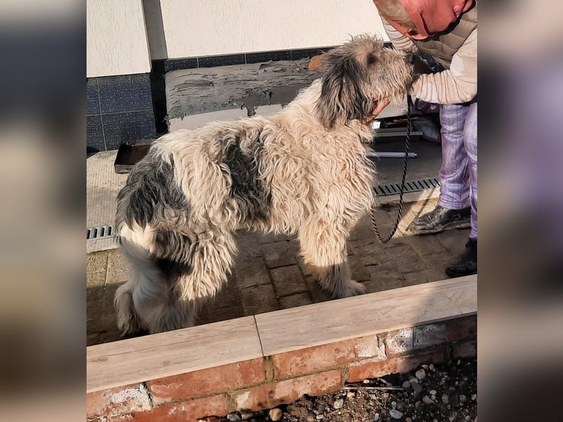 Bin ich ein HSH ? hm vielleicht ein Mioritic-Mix....