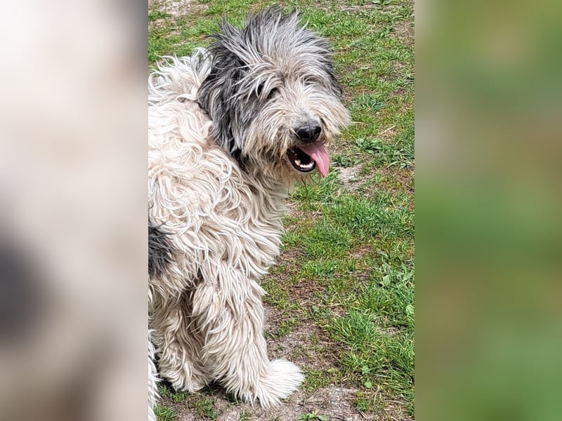 Bin ich ein HSH ? hm vielleicht ein Mioritic-Mix....