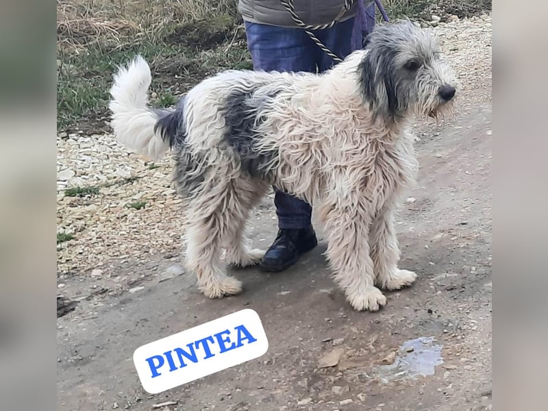 Bin ich ein HSH ? hm vielleicht ein Mioritic-Mix....