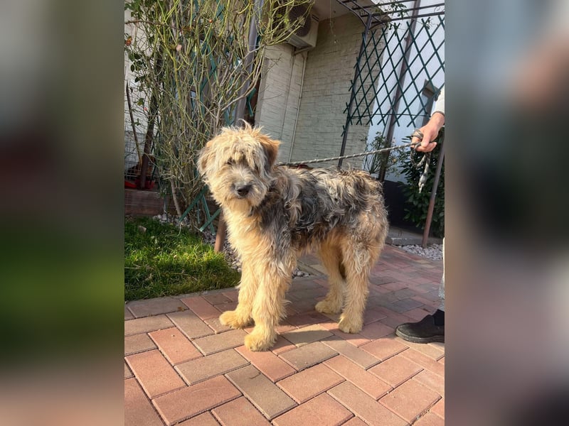 Ari - voller Lebensfreude