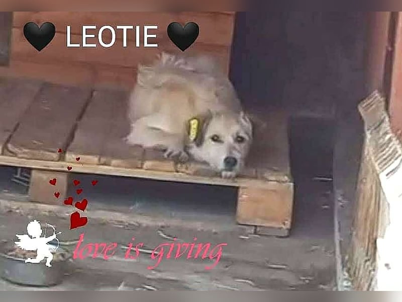 LEOTIE gerettet aus Horror Tötung Slatina, Ostern'22