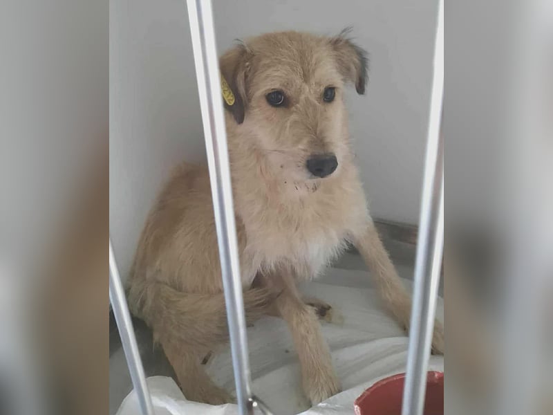 LEOTIE ♥ - Gerettet aus Horror Tötung Slatina, Ostern'22