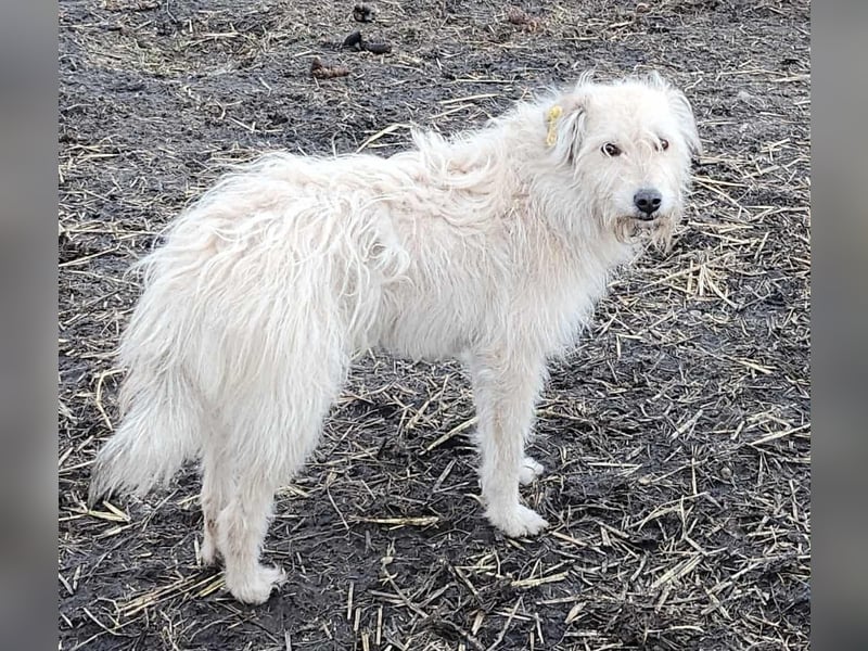 LEOTIE ♥ - Gerettet aus Horror Tötung Slatina, Ostern'22