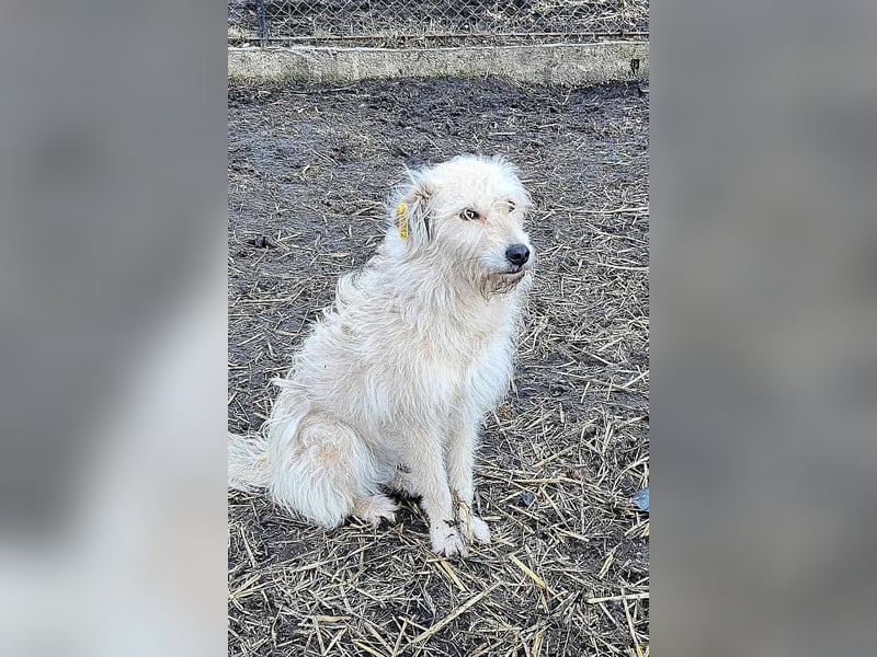 LEOTIE ♥ - Gerettet aus Horror Tötung Slatina, Ostern'22