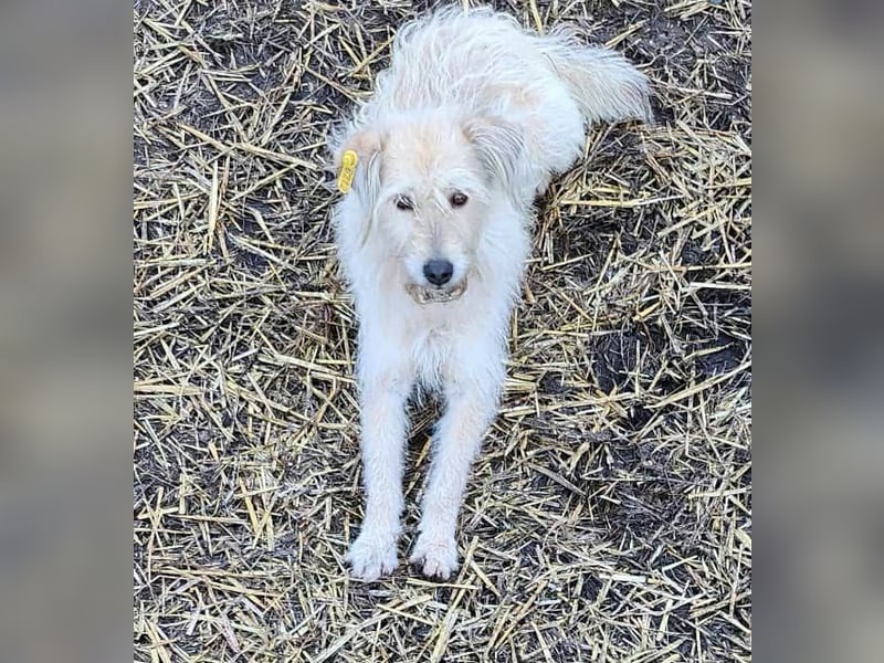 LEOTIE ♥ - Gerettet aus Horror Tötung Slatina, Ostern'22