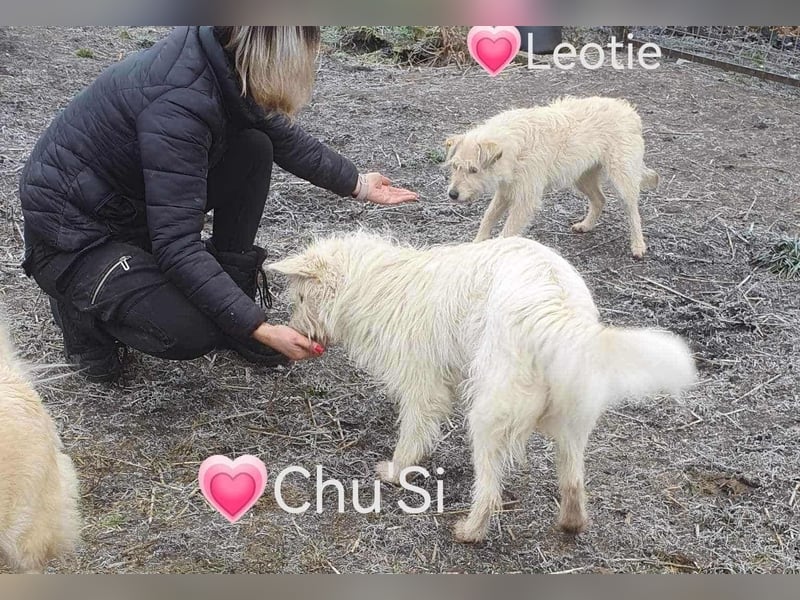 LEOTIE ♥ - Gerettet aus Horror Tötung Slatina, Ostern'22