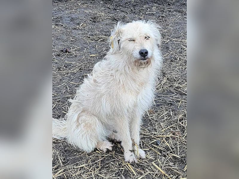 LEOTIE ♥ - Gerettet aus Horror Tötung Slatina, Ostern'22