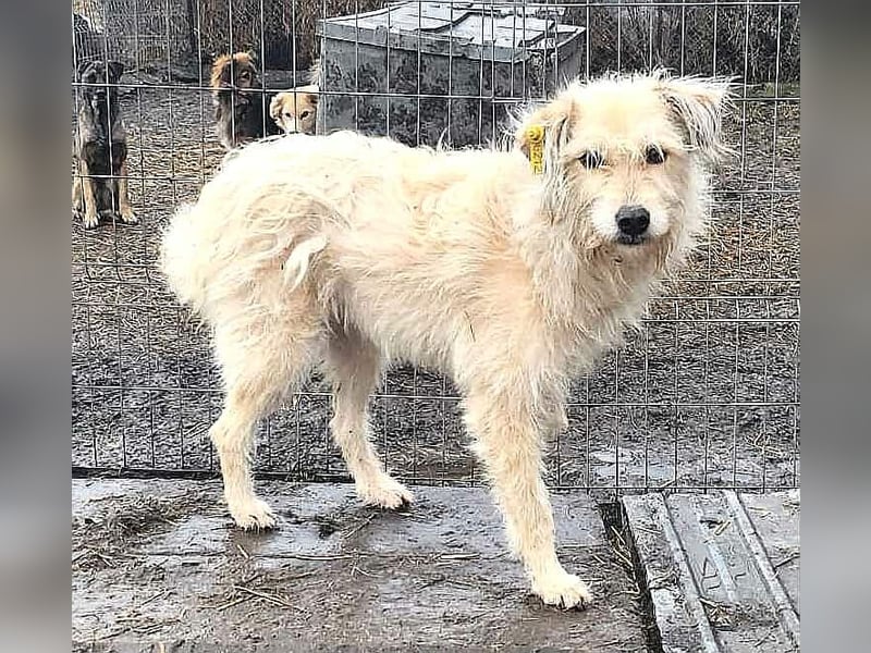 LEOTIE ♥ - Gerettet aus Horror Tötung Slatina, Ostern'22