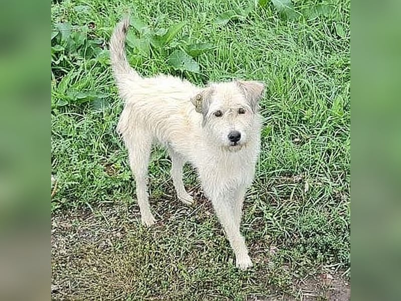 LEOTIE ♥ - Gerettet aus Horror Tötung Slatina, Ostern'22