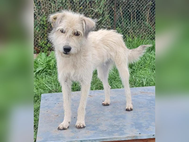 LEOTIE ♥ - Gerettet aus Horror Tötung Slatina, Ostern'22